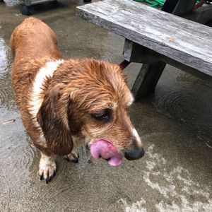 Meet your Posher, Joe